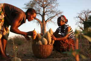 ladies-with-baobab-fruit(1)